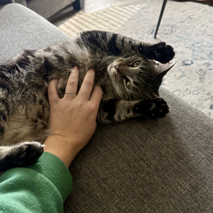 Stress Free In-Home Cat Care