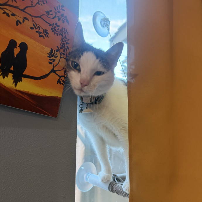 Stress Free In-Home Cat Care