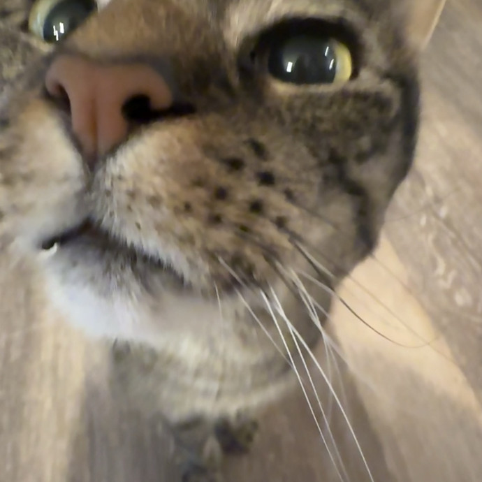 Stress Free In-Home Cat Care photo 3