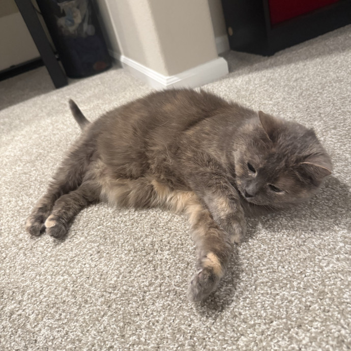 Stress Free In-Home Cat Care photo 2