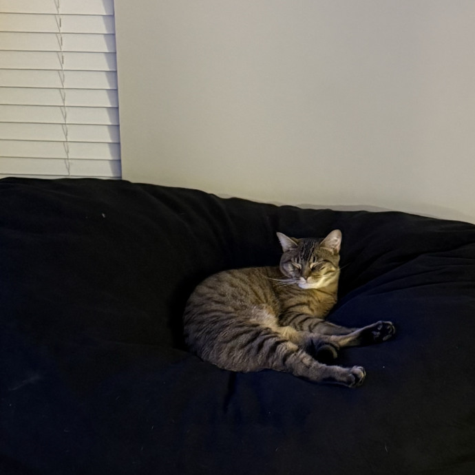 Shelby - Cool Calm  Collected