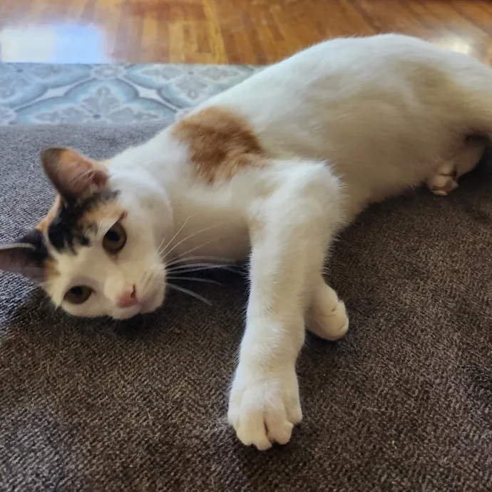 Certified Cat Sitter With 17 Years Exp