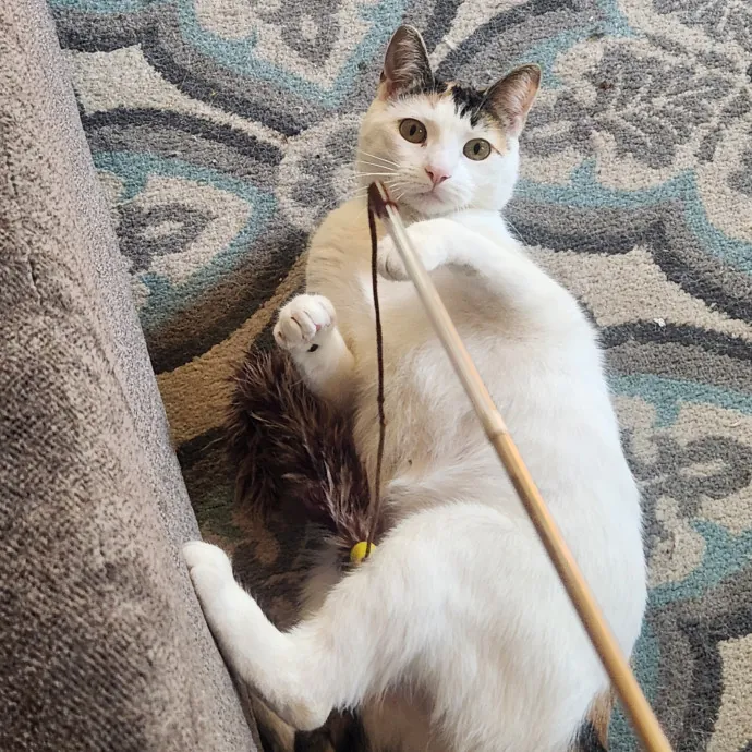 Certified Cat Sitter With 17 Years Exp