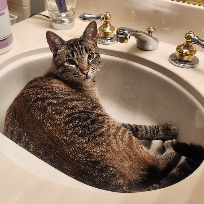 Certified Cat Sitter With 17 Years Exp