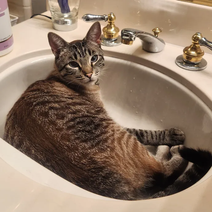 Certified Cat Sitter With 17 Years Exp