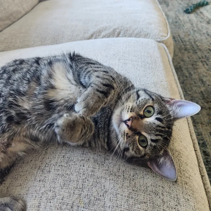 Certified Cat Sitter With 17 Years Exp