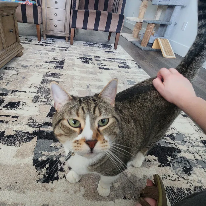 Certified Cat Sitter With 17 Years Exp