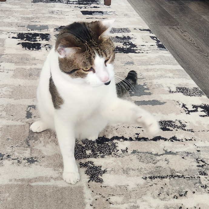 Certified Cat Sitter With 17 Years Exp