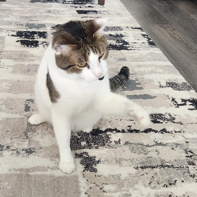 Certified Cat Sitter With 17 Years Exp