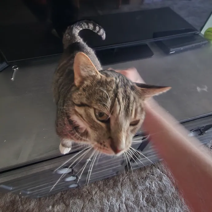 Certified Cat Sitter With 17 Years Exp