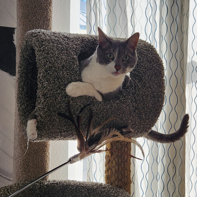 Certified Cat Sitter With 17 Years Exp