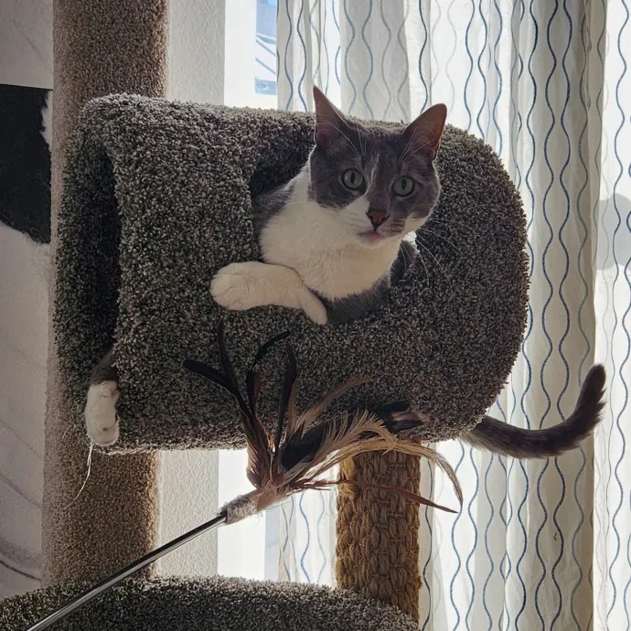 Certified Cat Sitter With 17 Years Exp