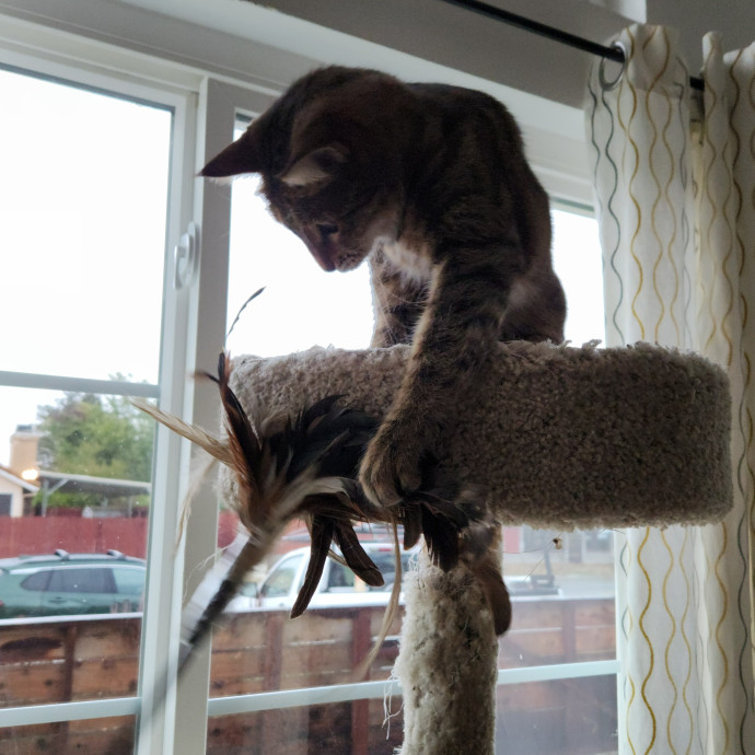 Certified Cat Sitter With 17 Years Exp