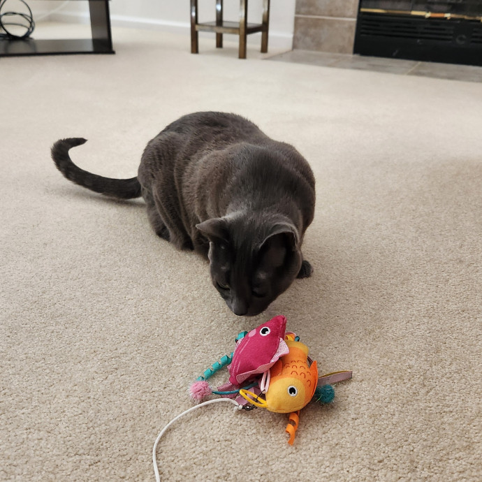 Certified Cat Sitter With 17 Years Exp