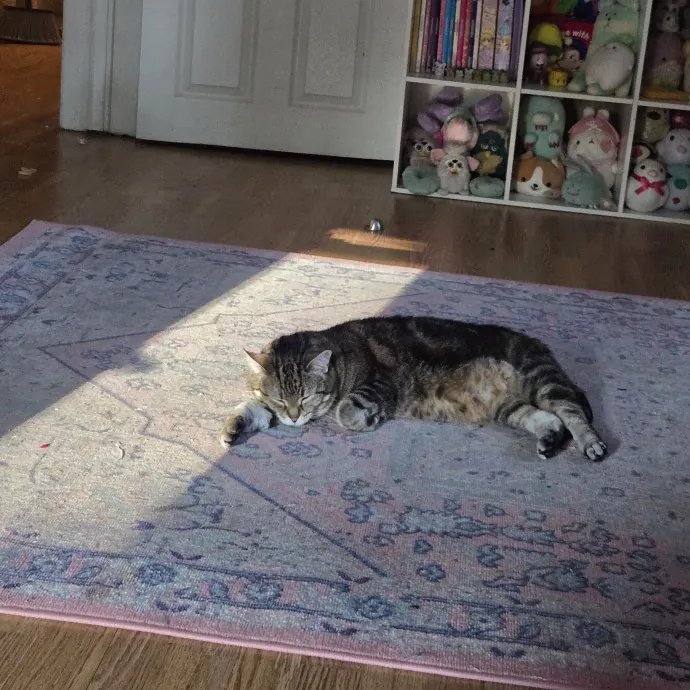 Artist Who Lets The Cats Be Themselves photo 4