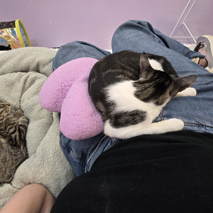 Artist Who Lets The Cats Be Themselves