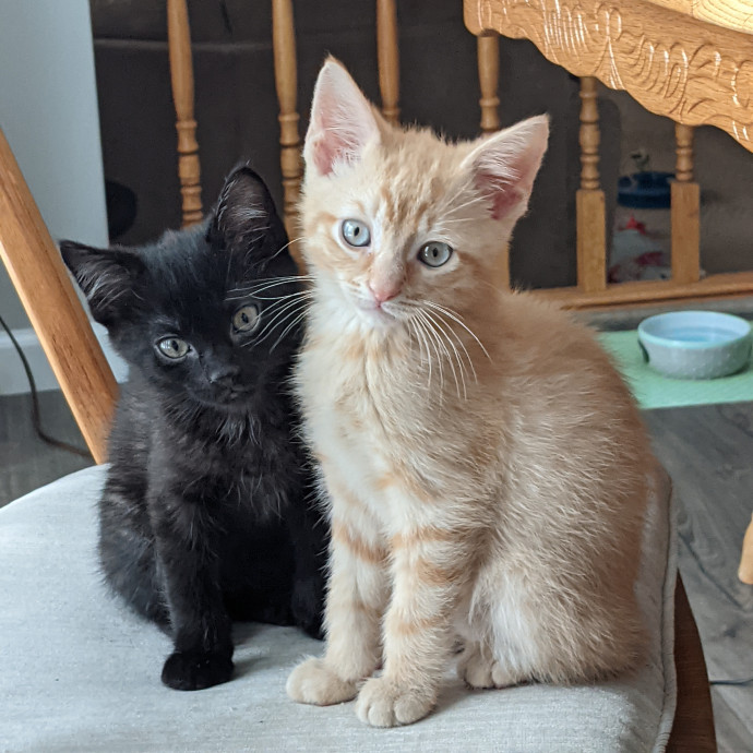 Kittens Cats  Cuddles Drop-In Service