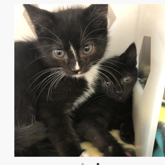 Kittens Cats  Cuddles Drop-In Service