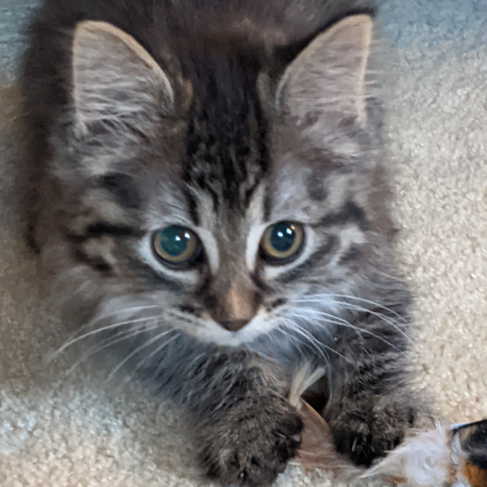 Kittens Cats  Cuddles Drop-In Service