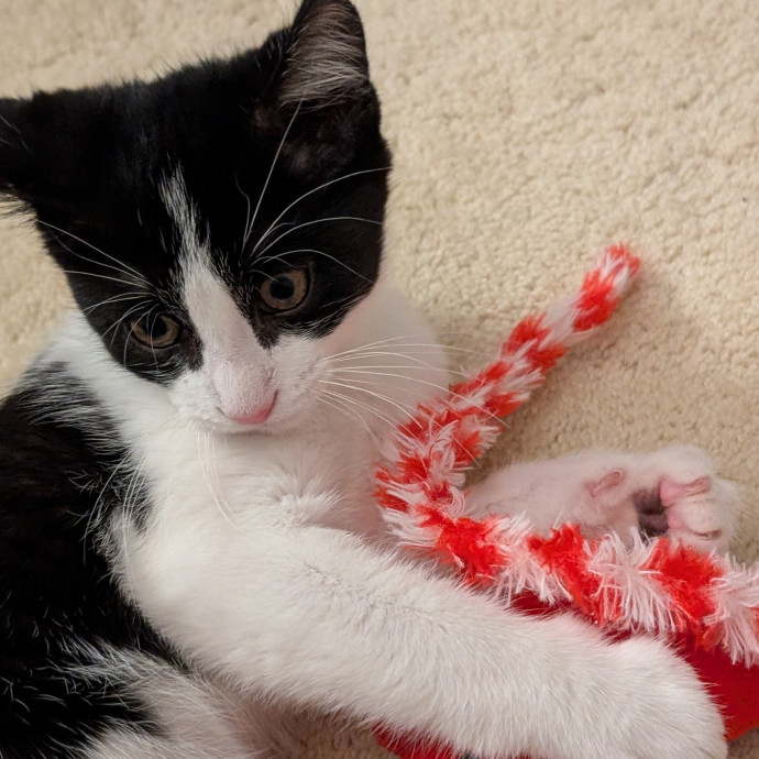 Kittens Cats  Cuddles Drop-In Service