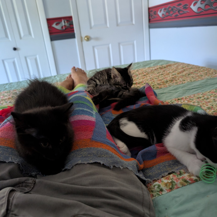 Kittens Cats  Cuddles Drop-In Service