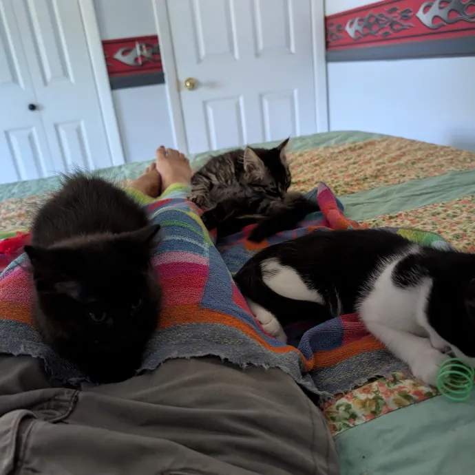 Kittens Cats  Cuddles Drop-In Service photo 4