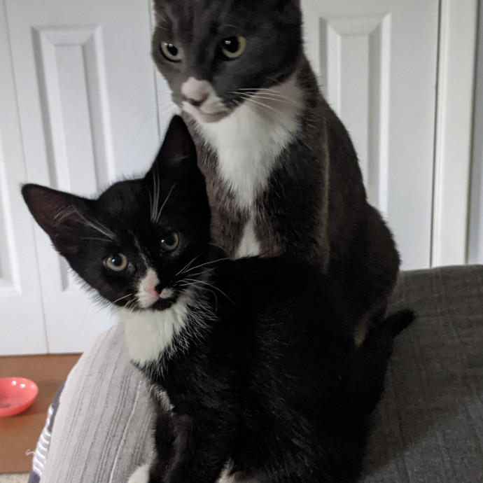 Kittens Cats  Cuddles Drop-In Service photo 3