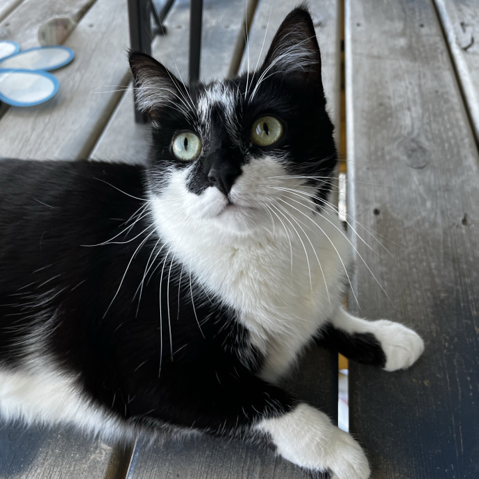 Loving Cat Sitter  Proud Cat Mom Of 4 photo 2