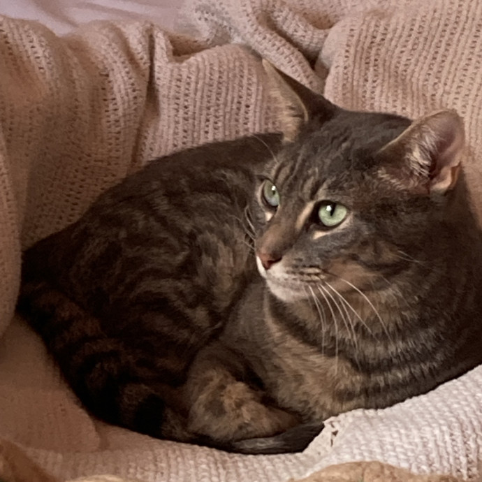 Caring  Attentive Cat Sitter