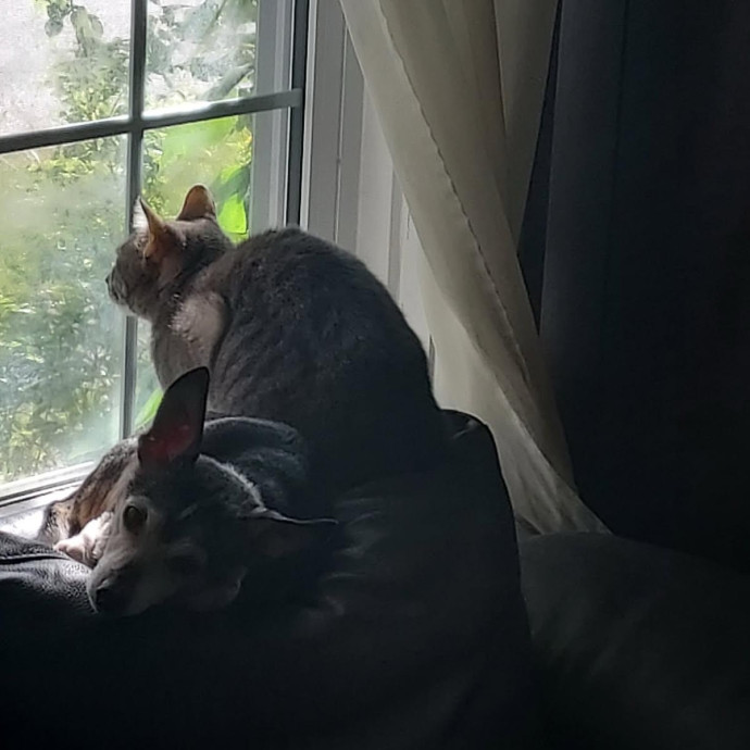 Caring  Attentive Cat Sitter