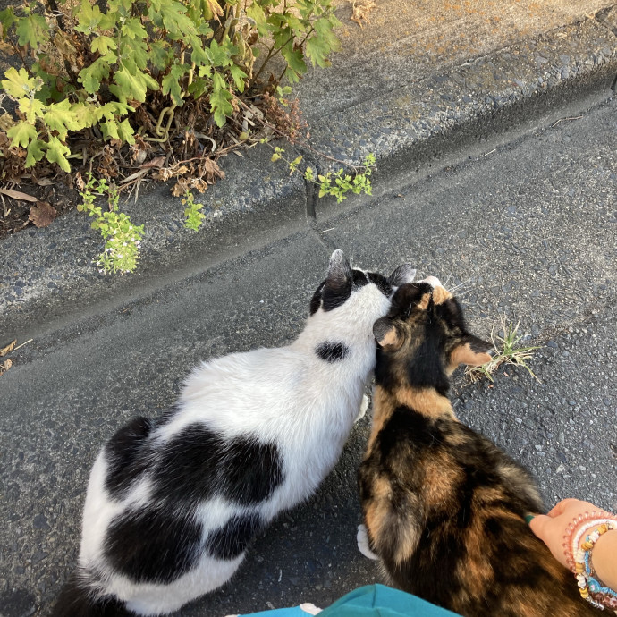 Caring  Attentive Cat Sitter