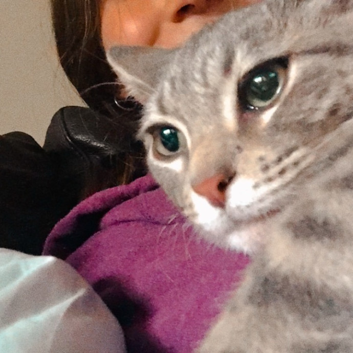 Caring  Attentive Cat Sitter