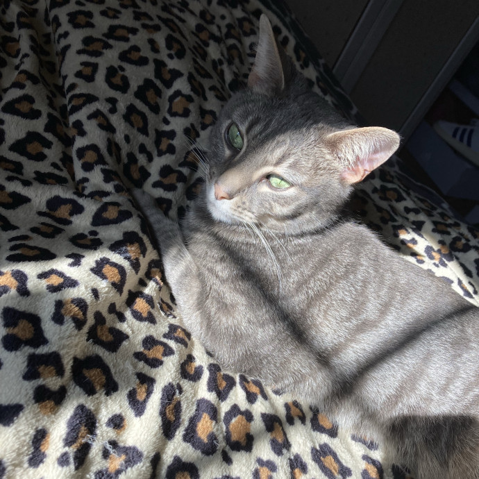 Caring  Attentive Cat Sitter photo 3