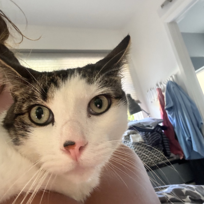 Caring  Attentive Cat Sitter photo 2