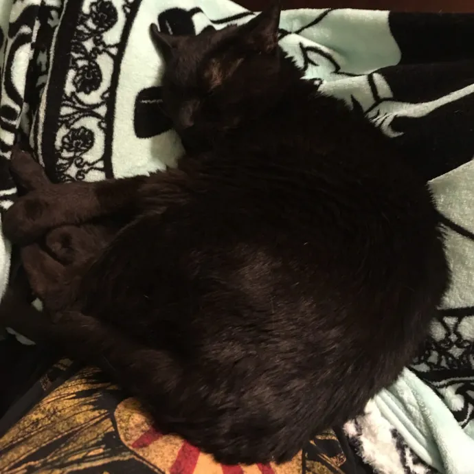 Feline Enchanted For 24 Years