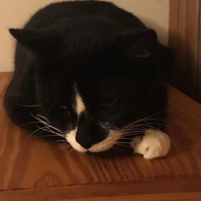 Feline Enchanted For 24 Years