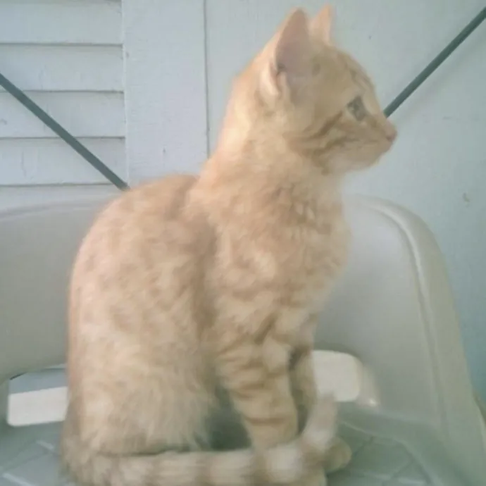 Feline Enchanted For 24 Years photo 3