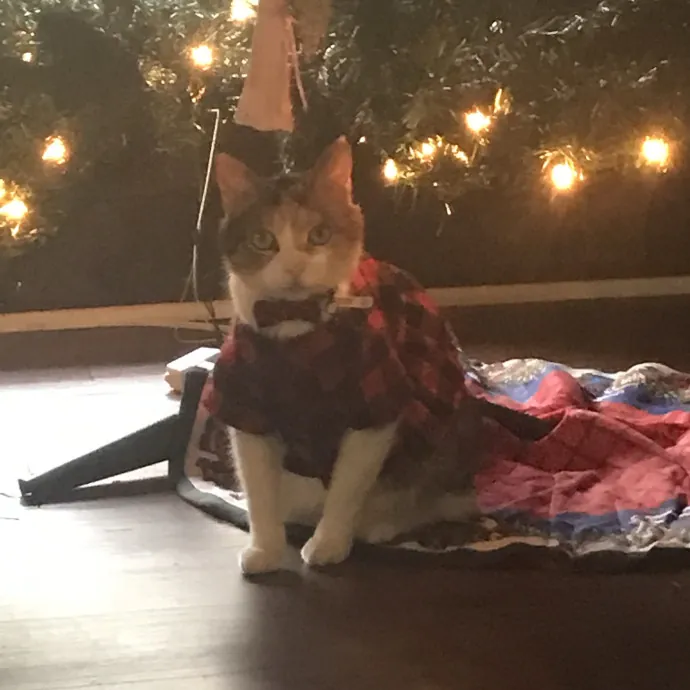 Feline Enchanted For 24 Years photo 2