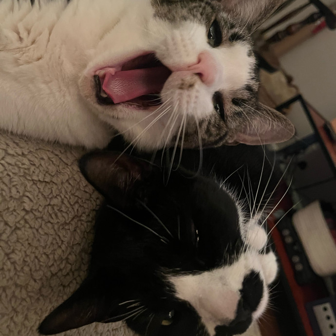 Happy Paws Cat Sitting Nyc