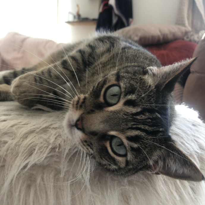 Happy Paws Cat Sitting Nyc