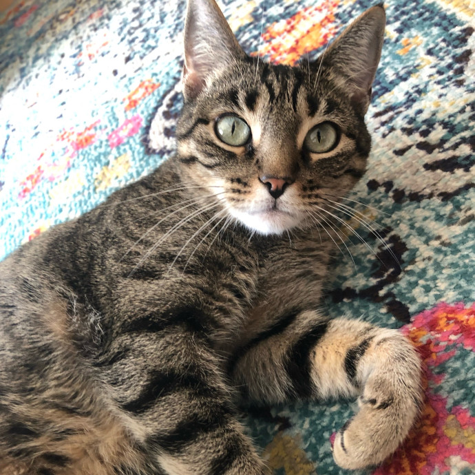 Happy Paws Cat Sitting Nyc