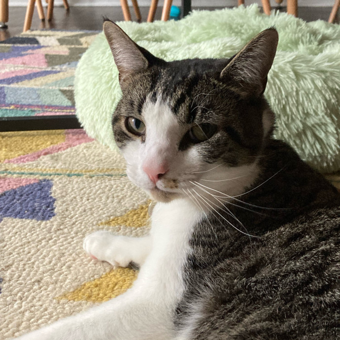 Happy Paws Cat Sitting Nyc