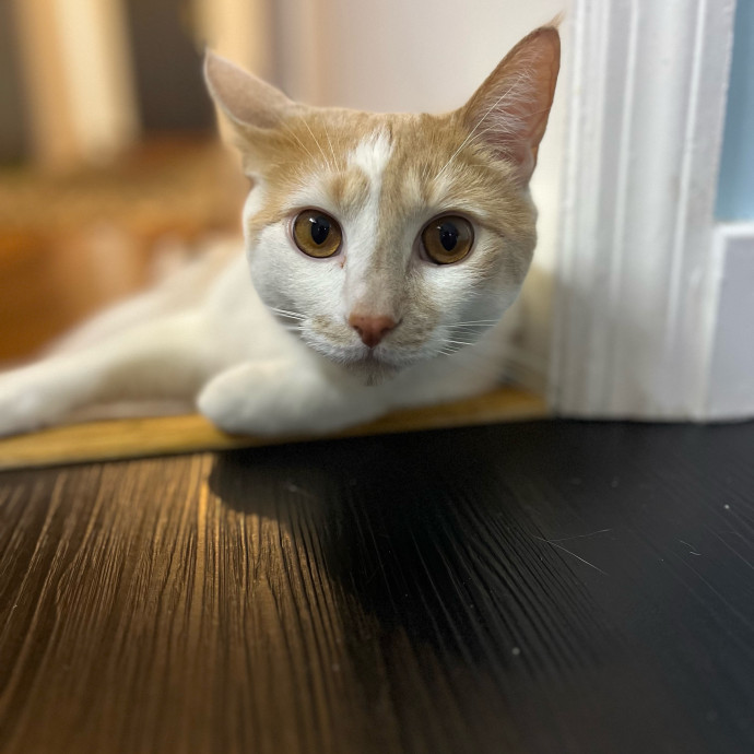 Happy Paws Cat Sitting Nyc