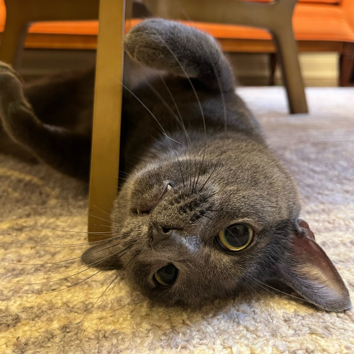Happy Paws Cat Sitting Nyc