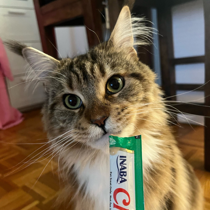 Happy Paws Cat Sitting Nyc
