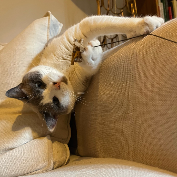 Happy Paws Cat Sitting Nyc