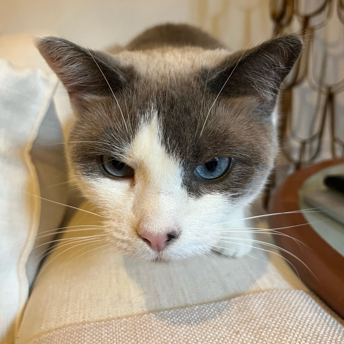 Happy Paws Cat Sitting Nyc