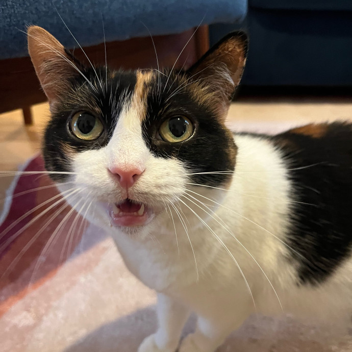 Happy Paws Cat Sitting Nyc photo 3