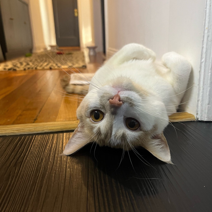 Happy Paws Cat Sitting Nyc photo 2