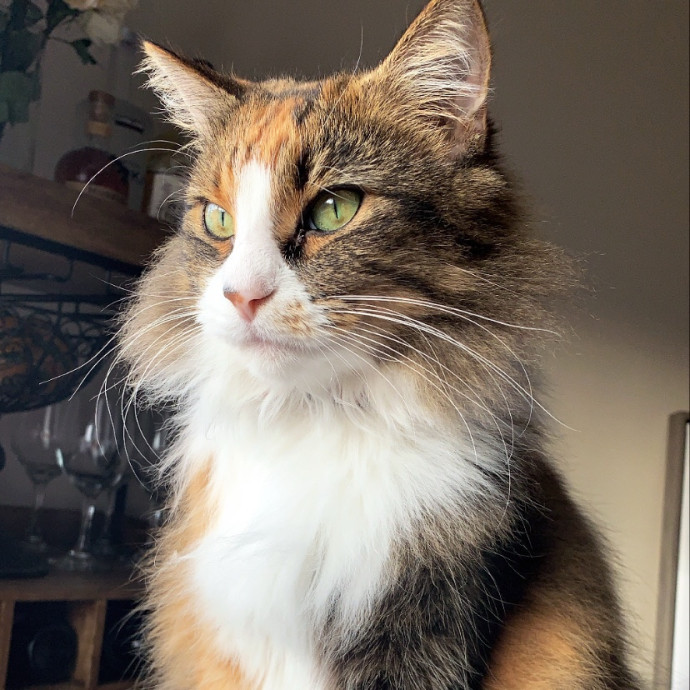 Attentive Cat Care You Can Trust photo 2